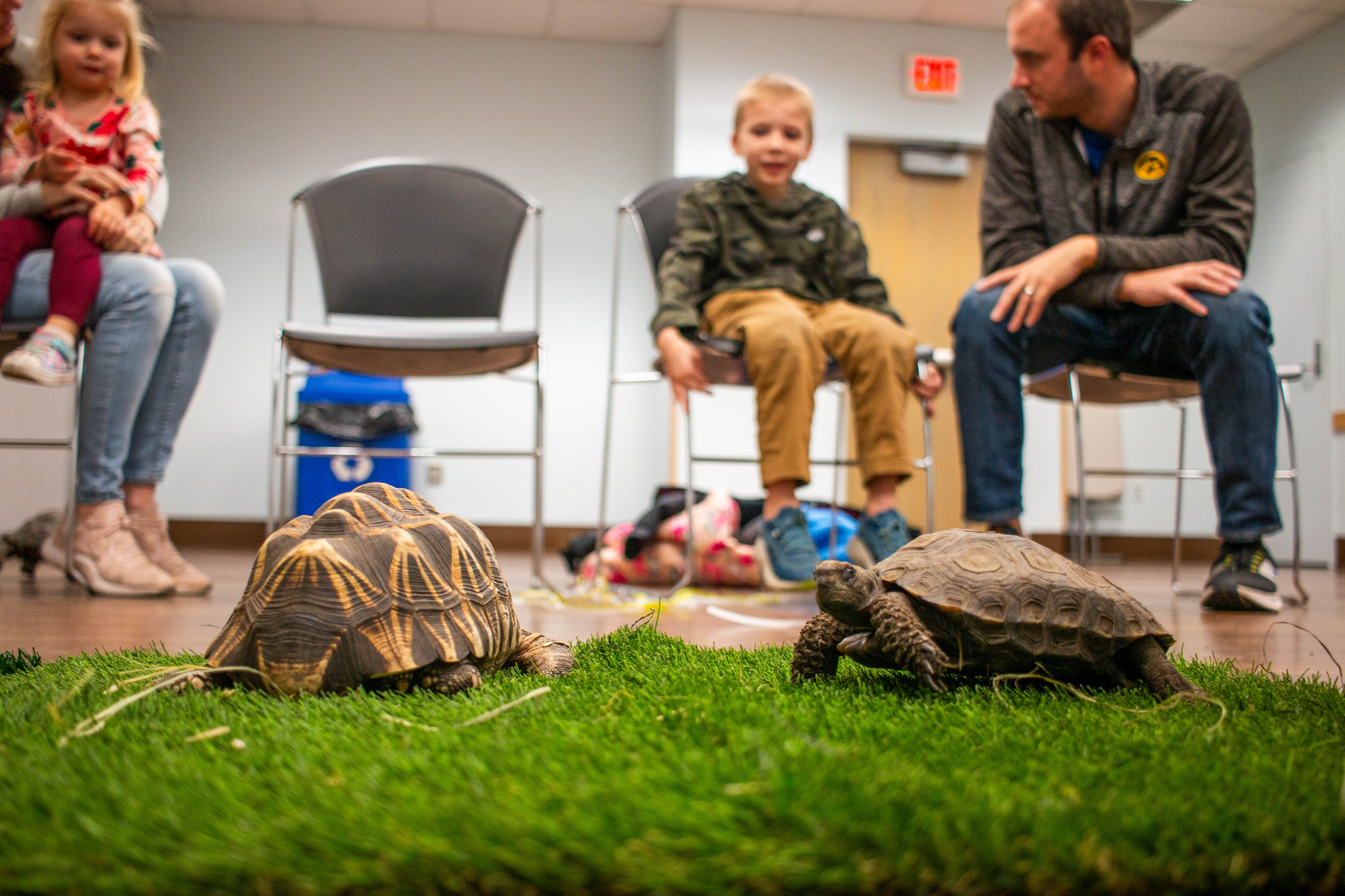 two turtles on artificial grass with family in chairs behind looking at turtles