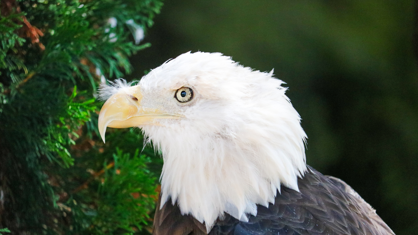 Bald Eagle up close
