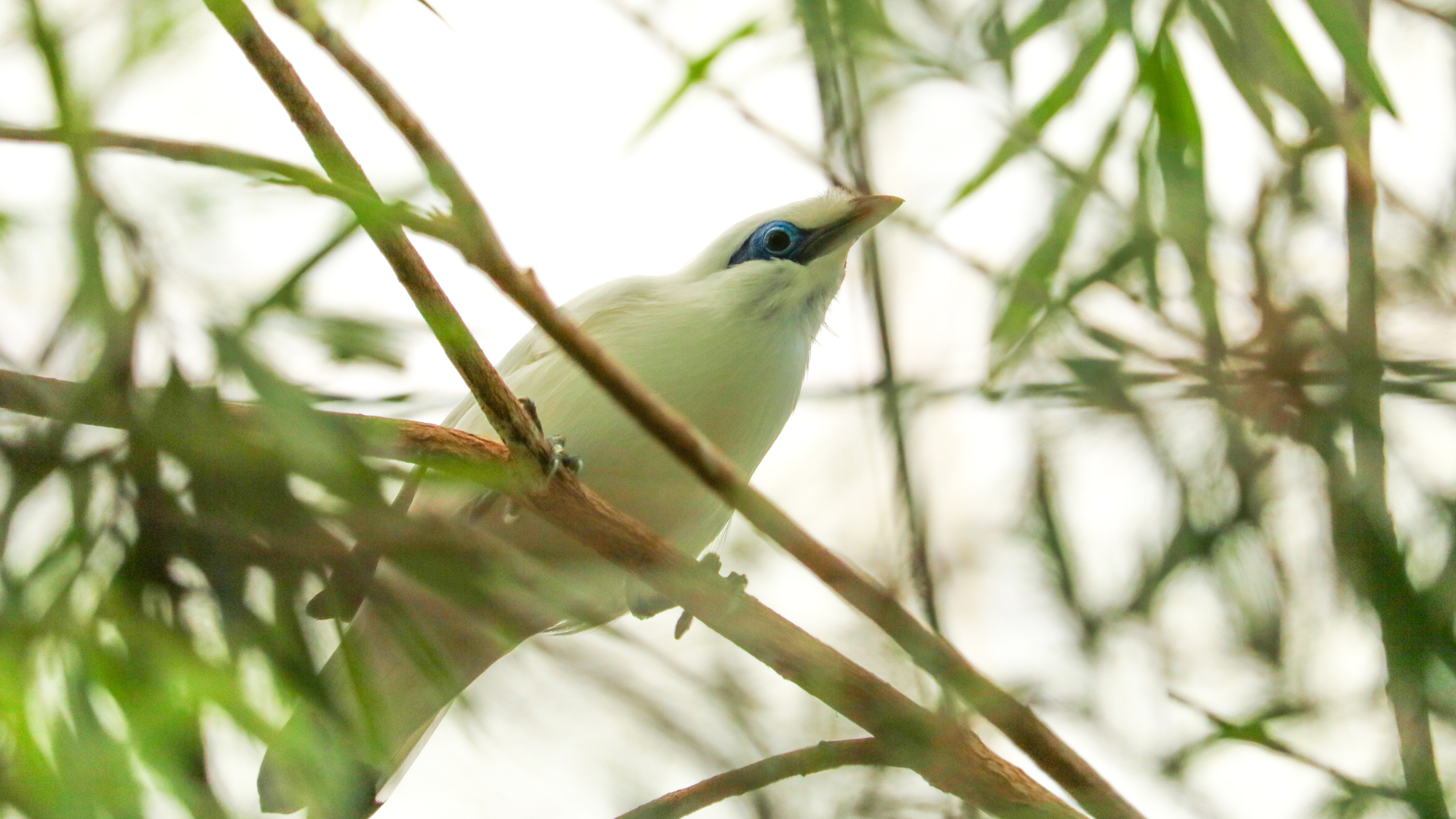bird