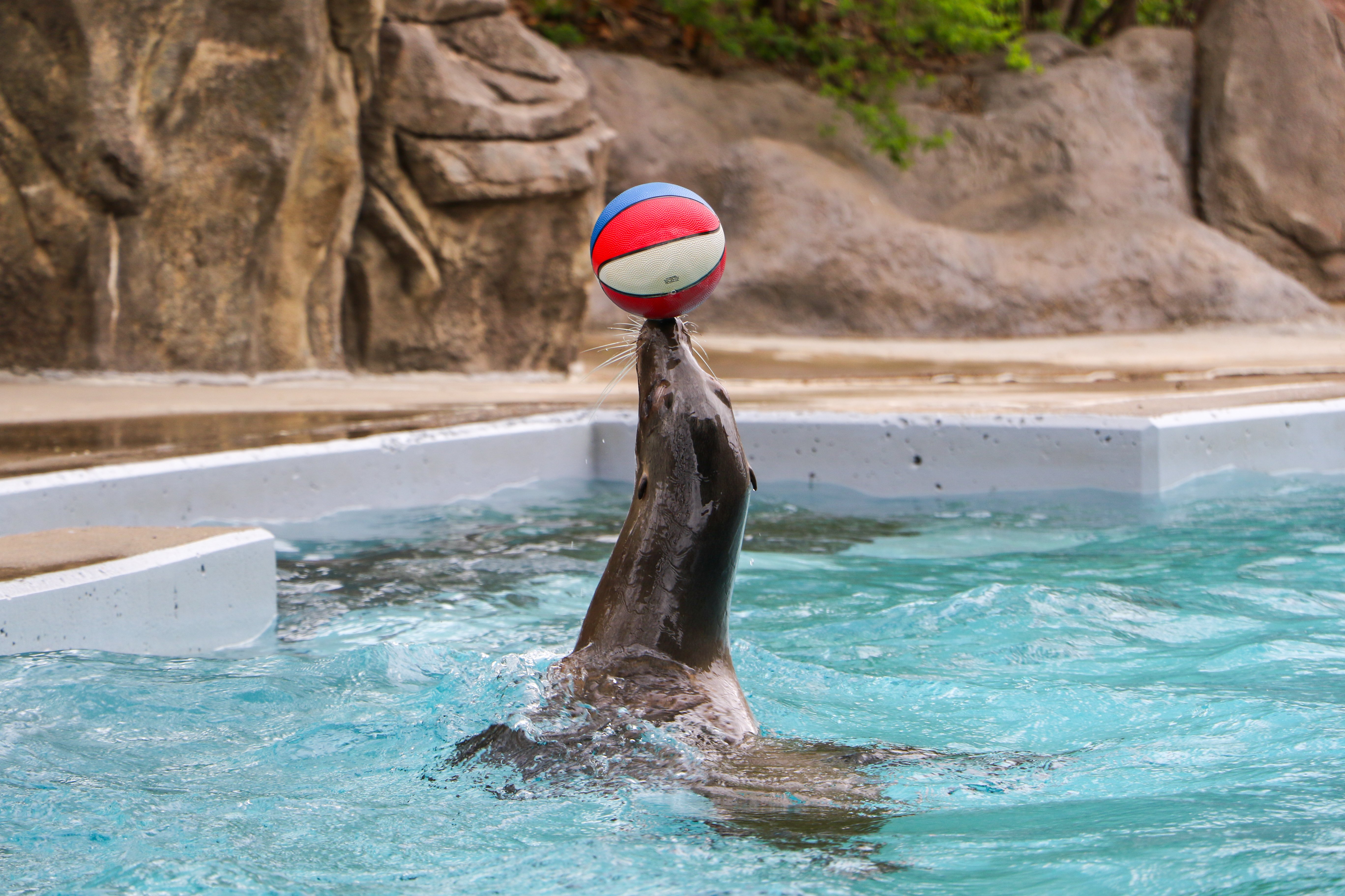 Sea lion training