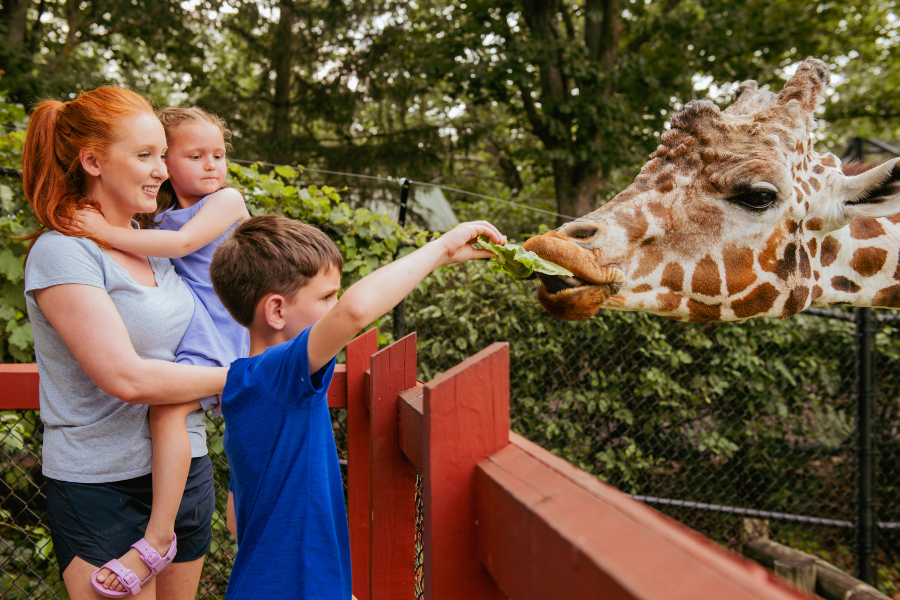 family feeding giraffe