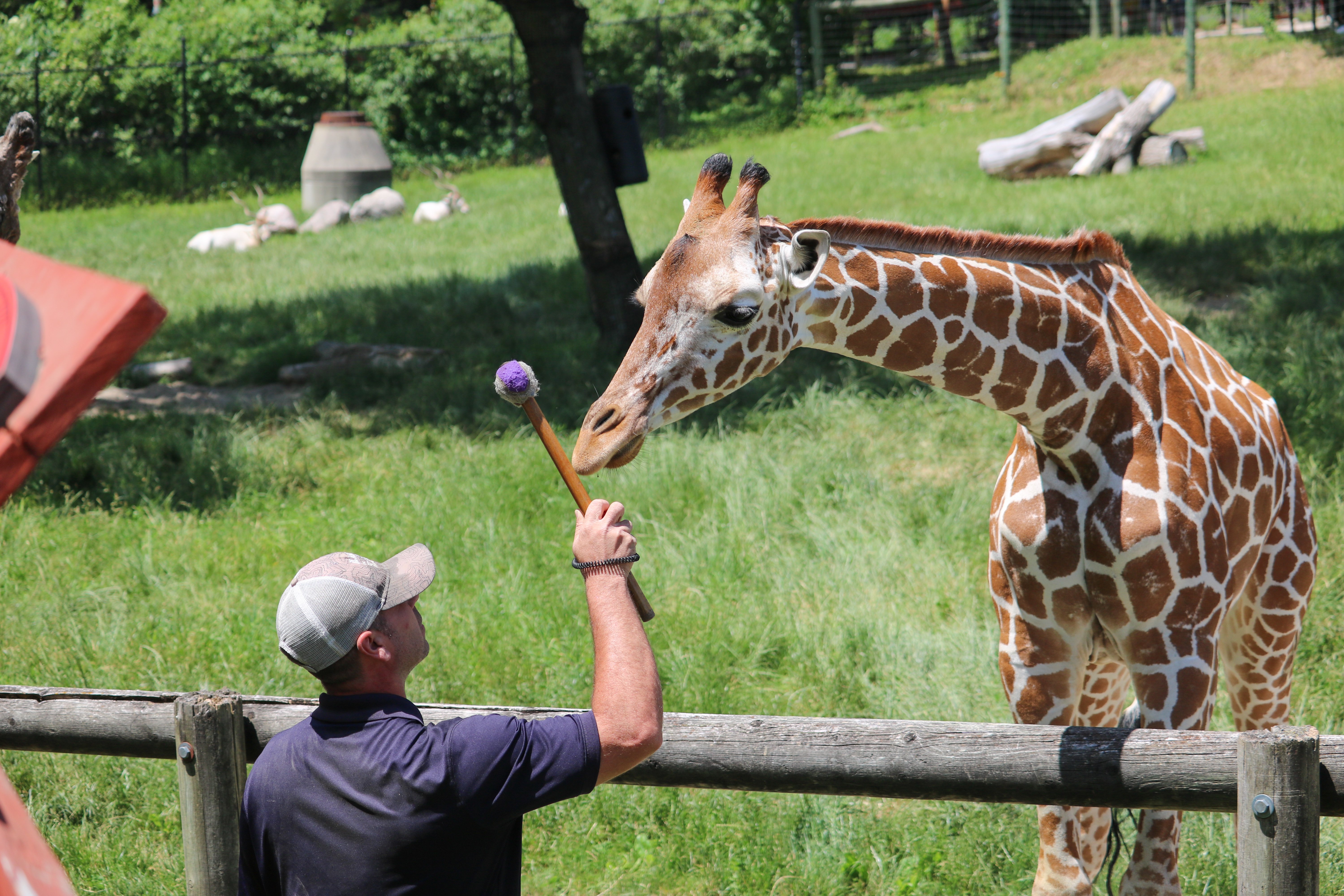 giraffe training session