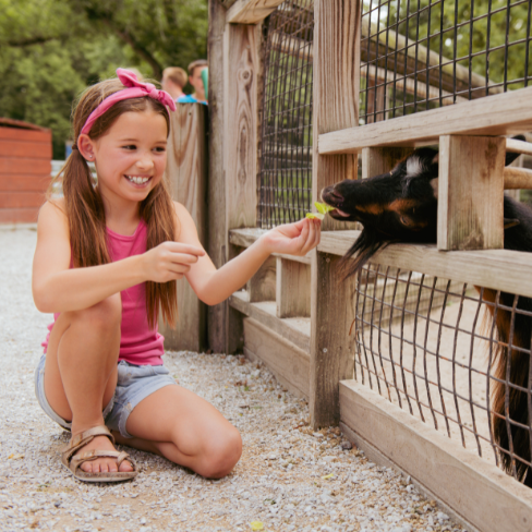 Child feeding goat