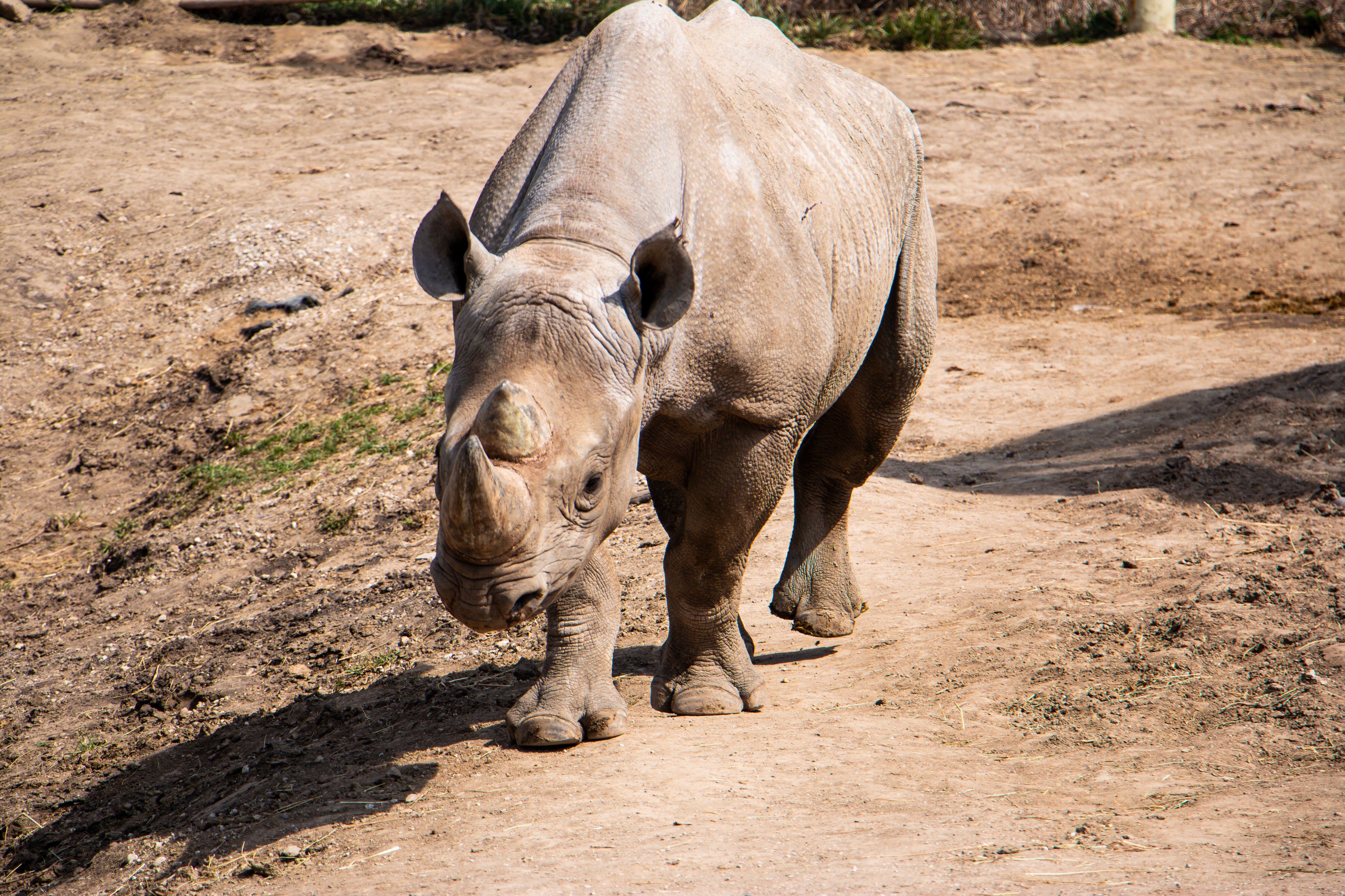 Rhino walking in yard