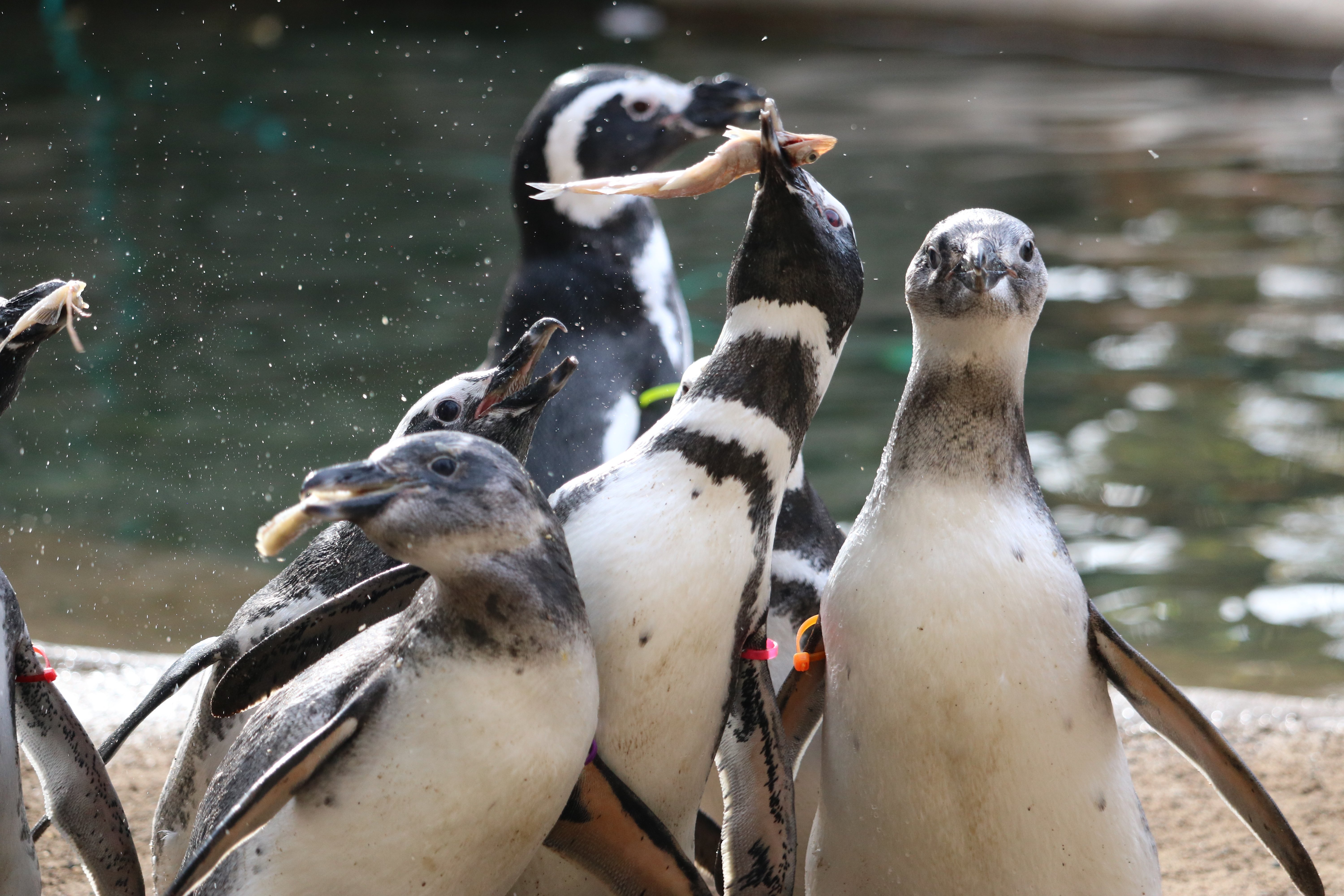 Penguin feeding