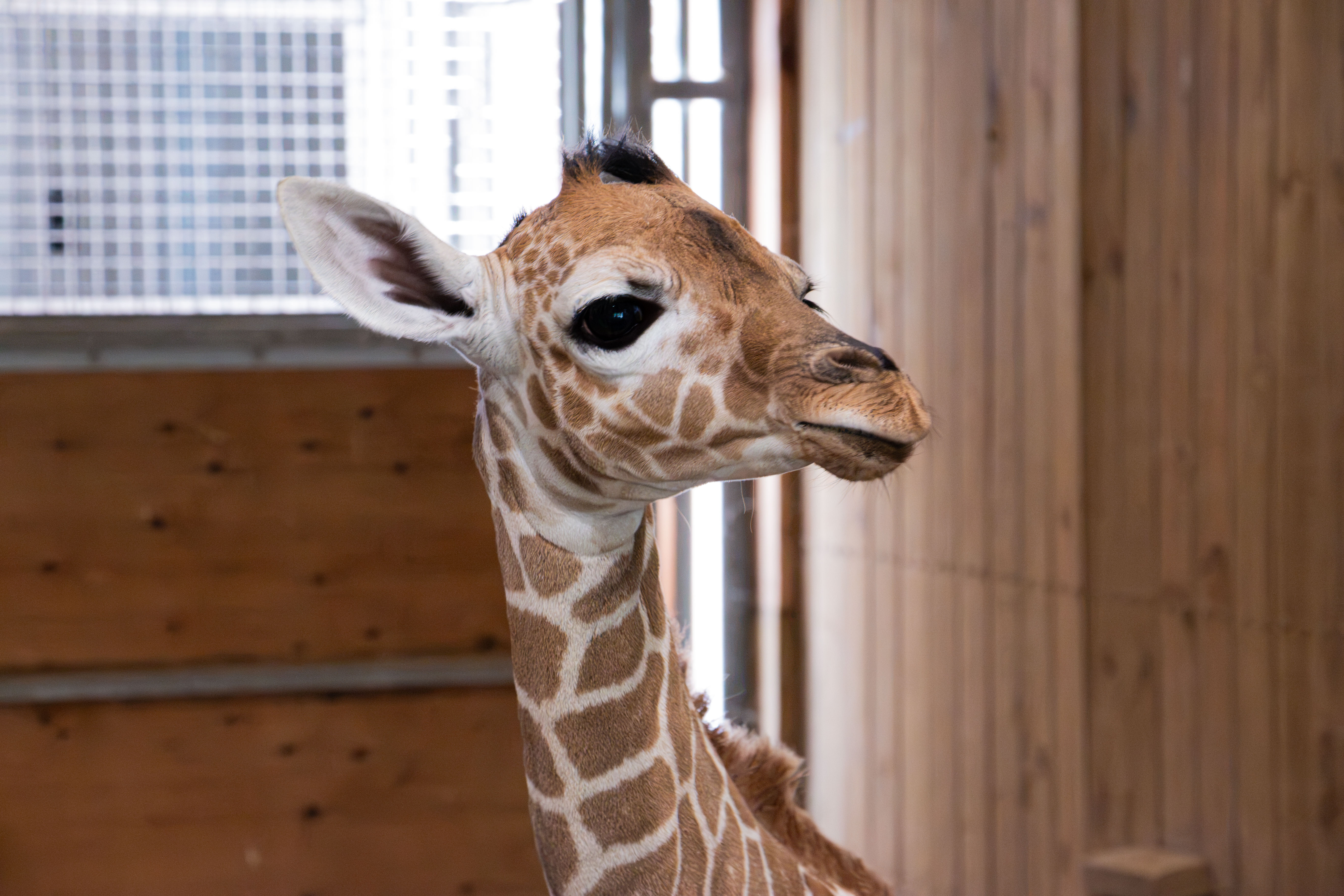 skye's baby calf