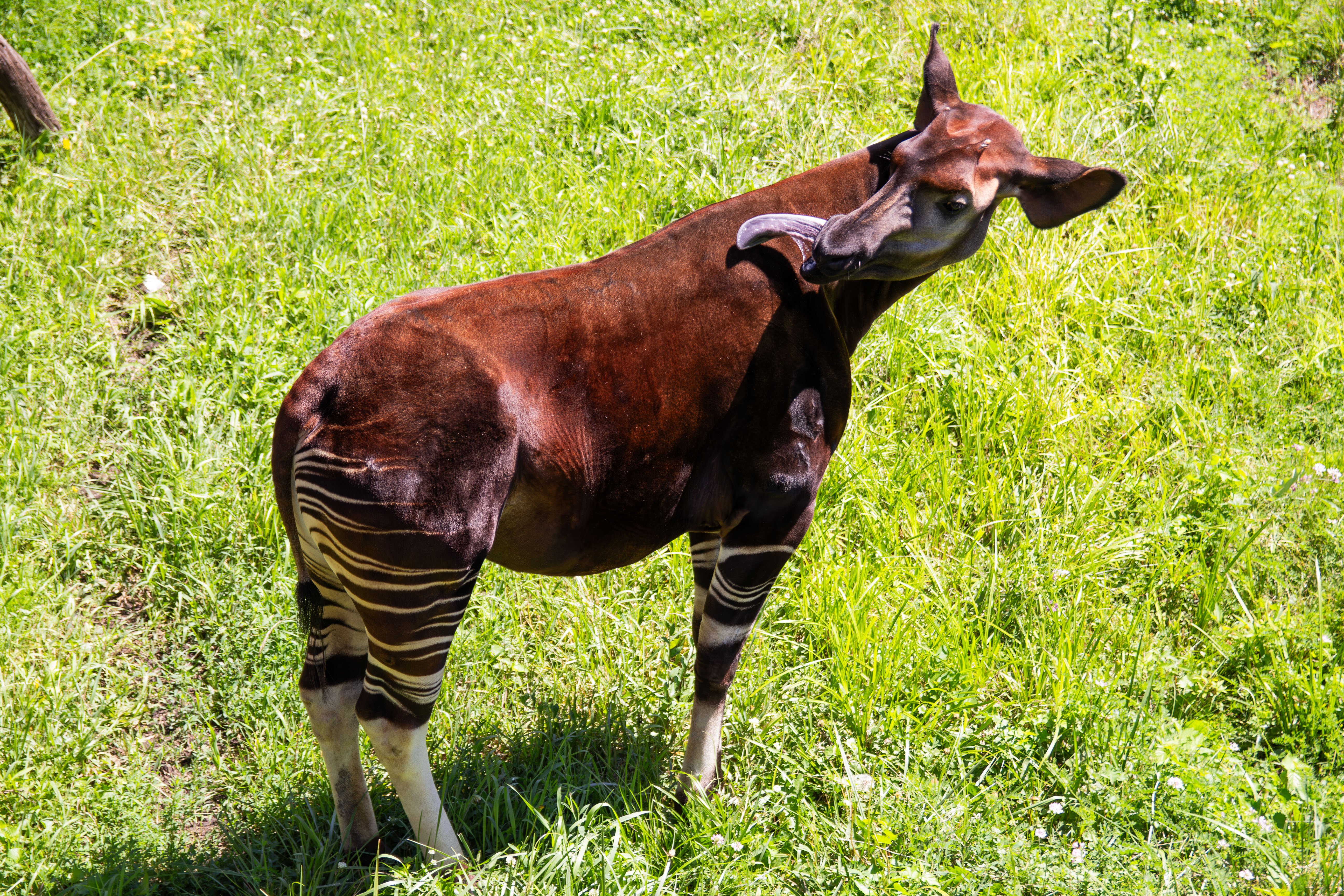 Okapi licking his back