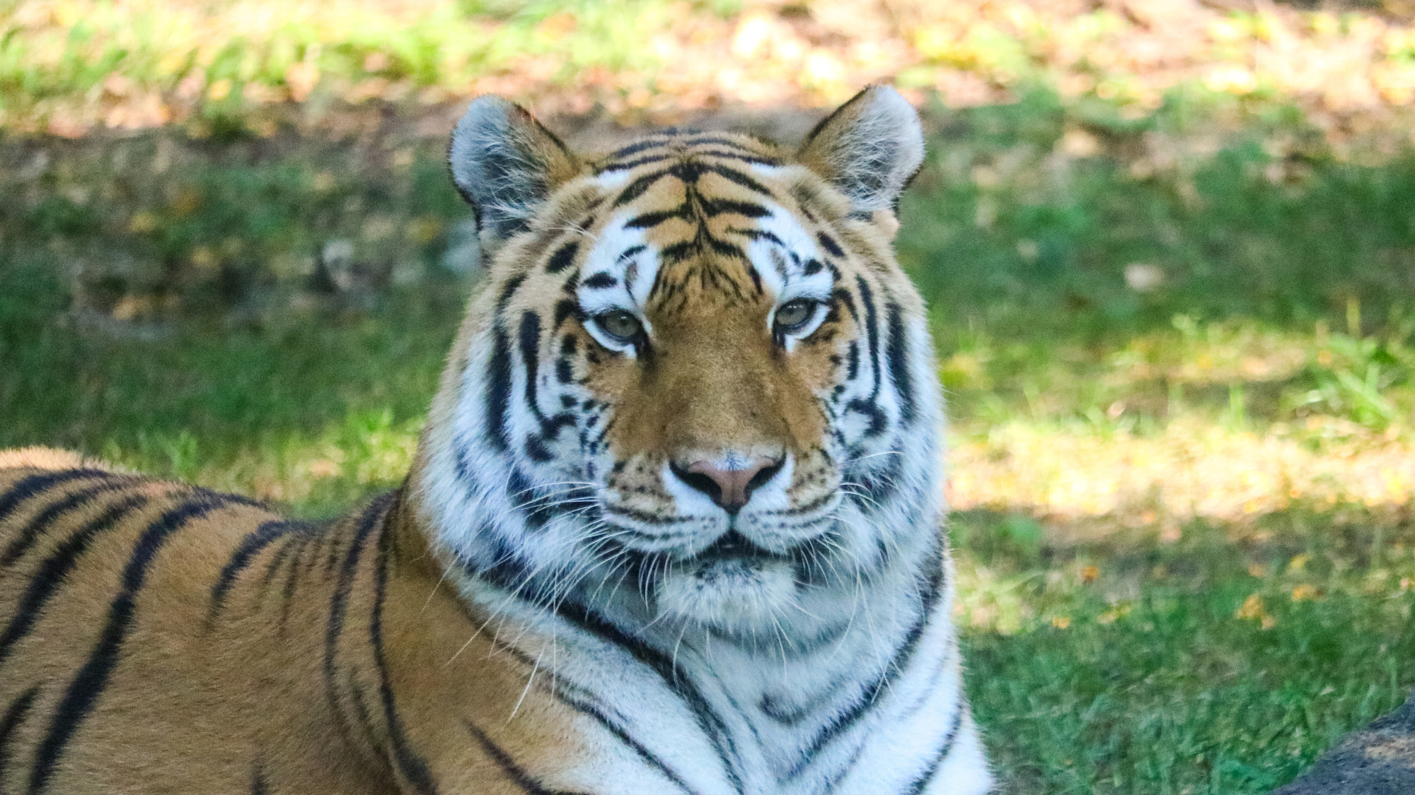misha tiger by mikayla dehnke