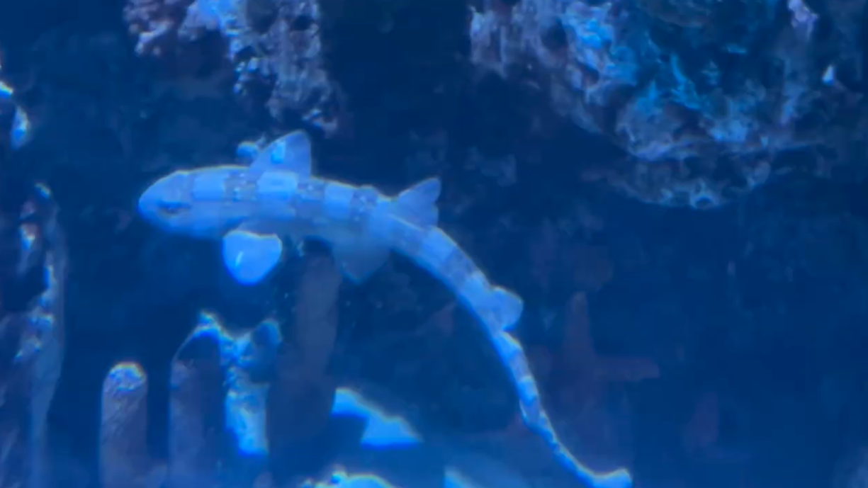 bamboo shark
