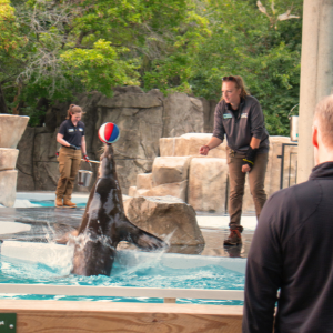 Sea Lion Training