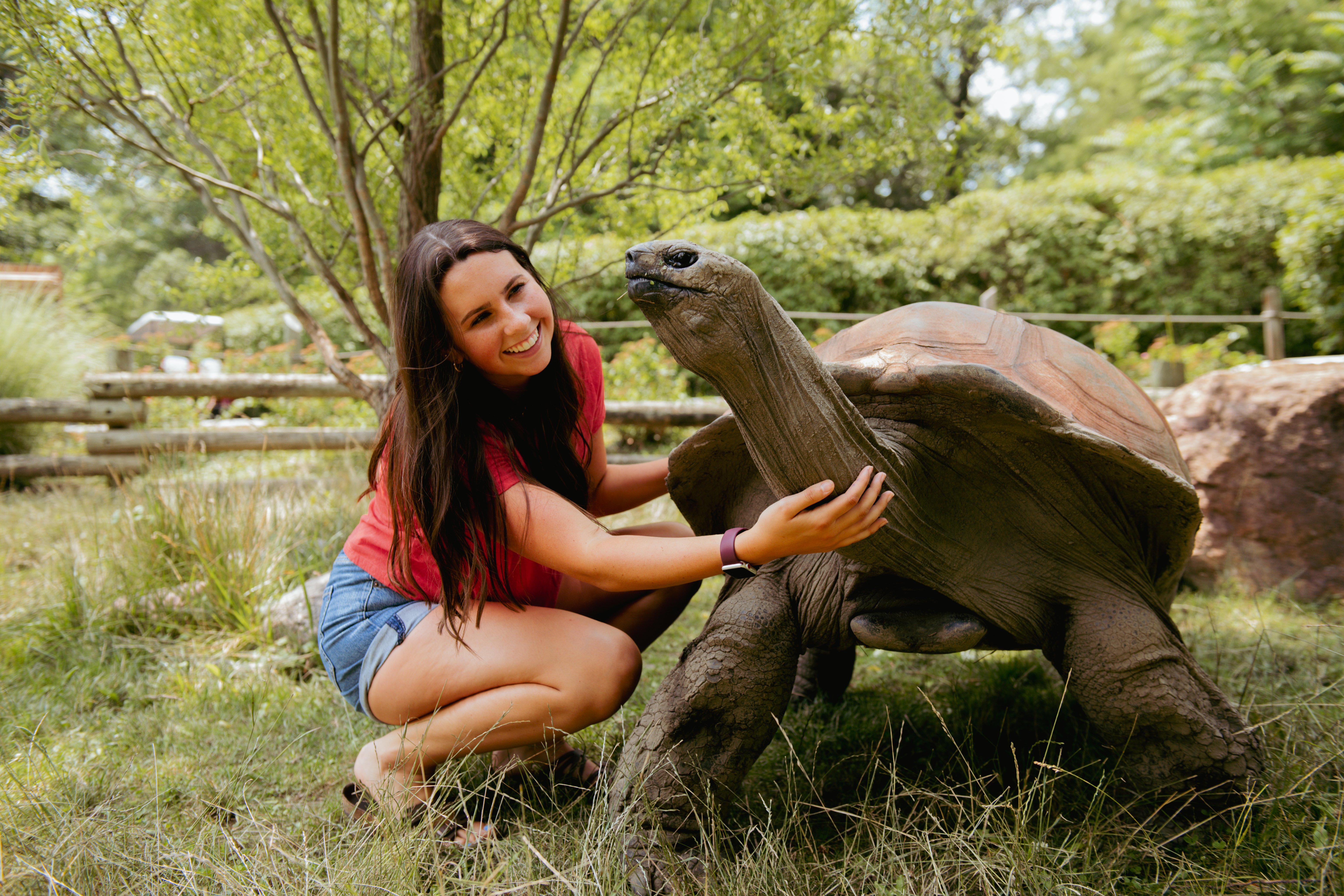 guest with tortoise